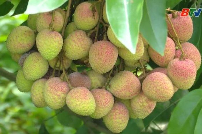 Hơn 20 tấn vải sớm Phúc Hòa được xuất khẩu sang thị trường Bắc Mỹ - Báo Bắc Ninh