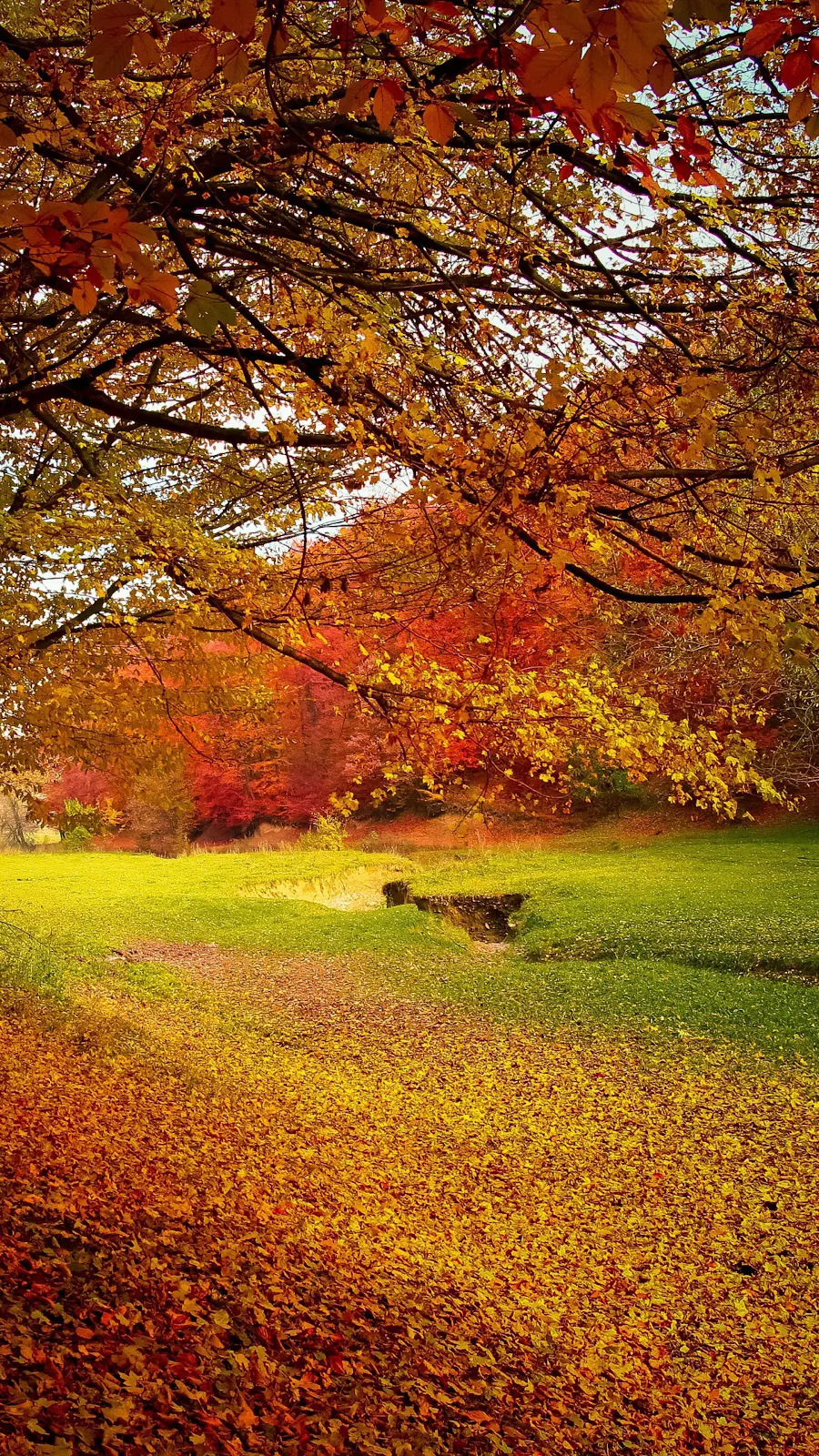 Autumn Trees Fall 4K iPhone Wallpaper Background [2160x3840] Free Download