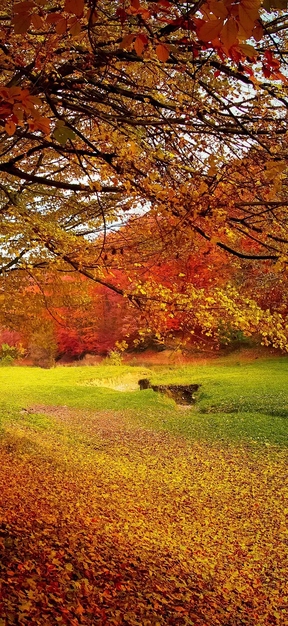 Autumn Trees Fall 4K iPhone Phone Wallpaper