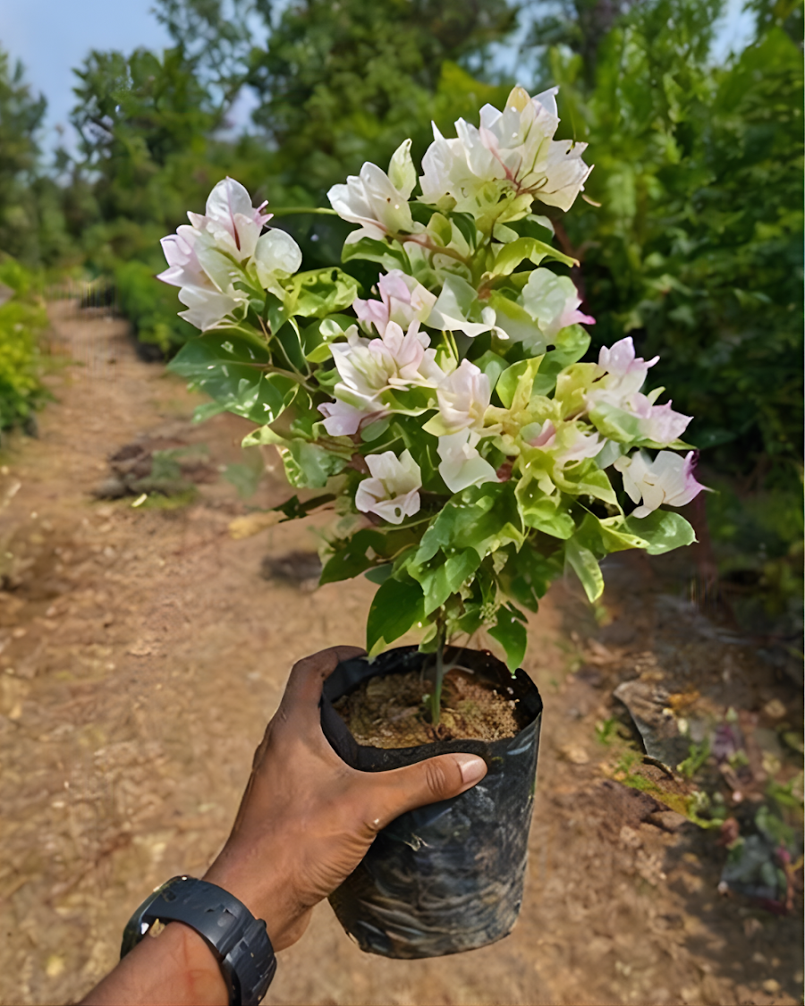 Imported Sunstone White Bougainvillea Plant — view 2