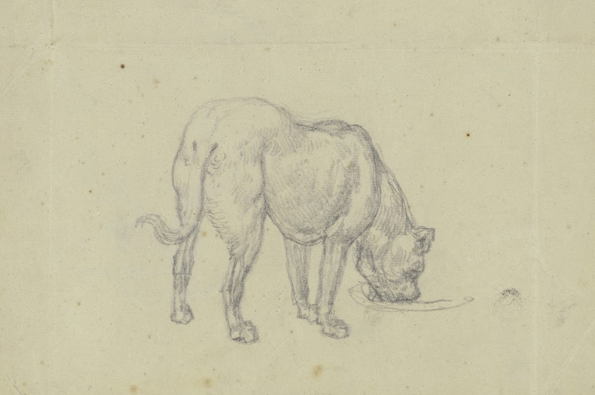 Saufender Hund von hinten gesehen