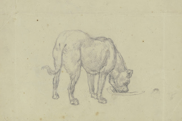 Saufender Hund von hinten gesehen