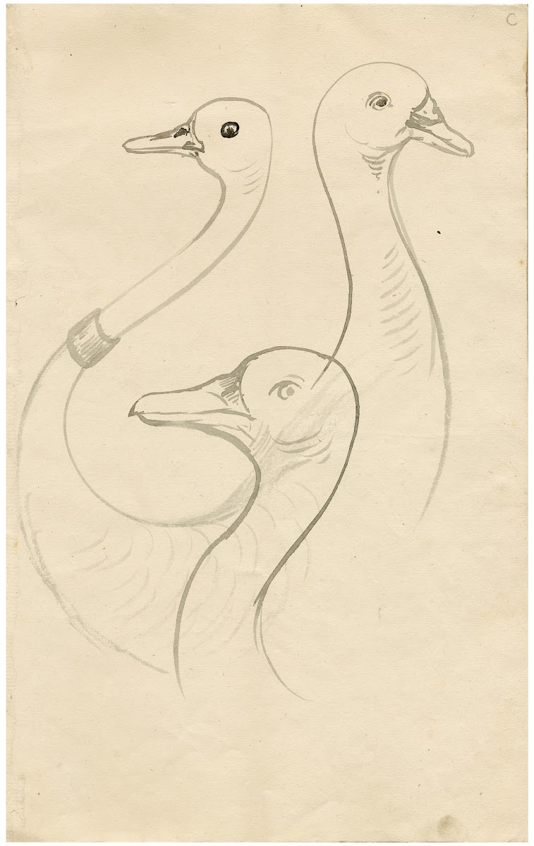 Three heads of gooses Leaf of a sketchbook