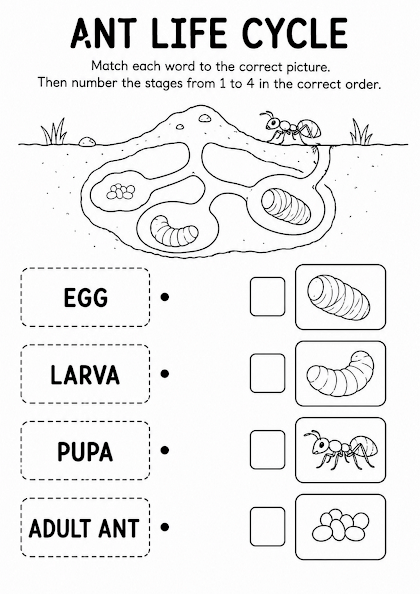 Ant Life Cycle Worksheet