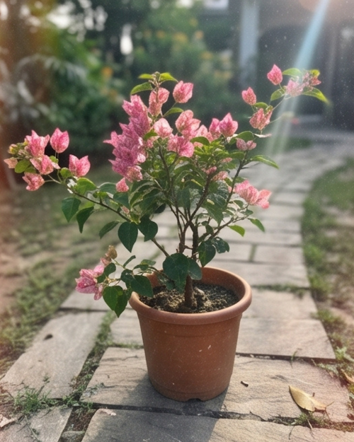 Imported Kristina Bougainvillea Plant