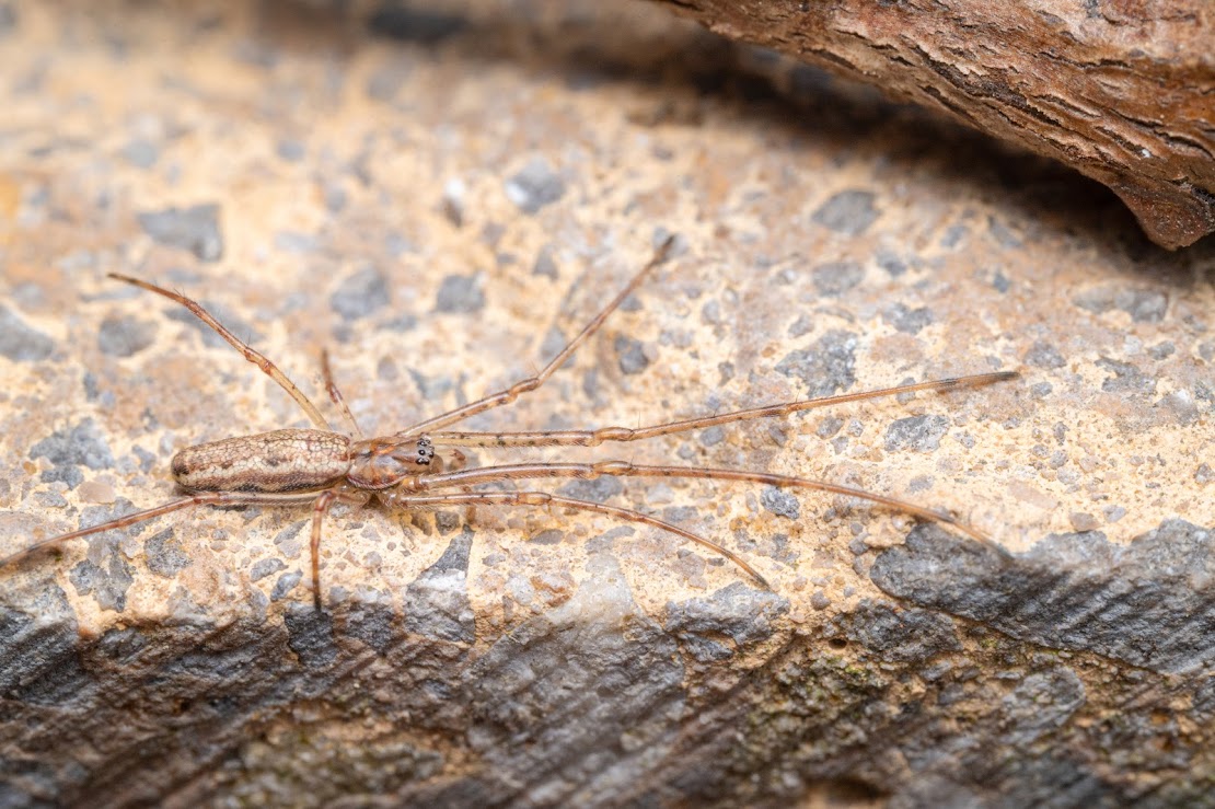 Tetragnatha sp.