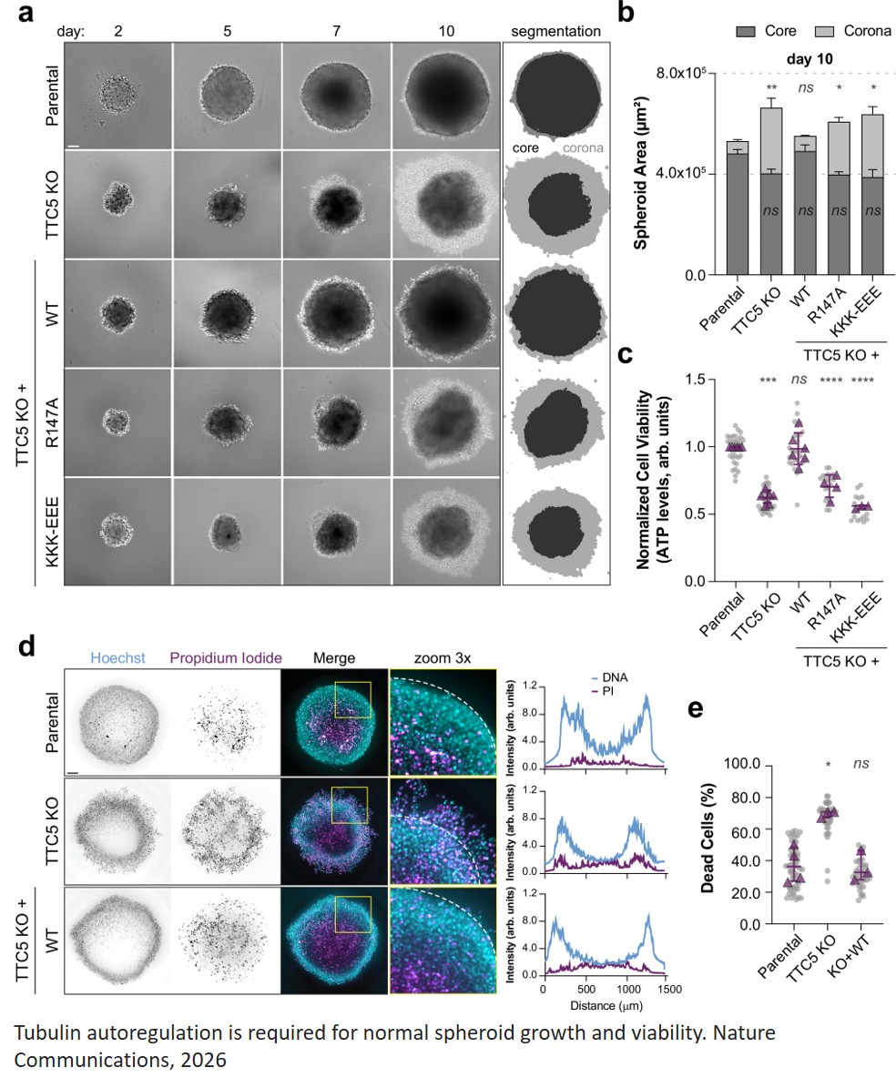 Tubulin autoregulation tunes microtubule dynamics to support multicellular architecture and viability