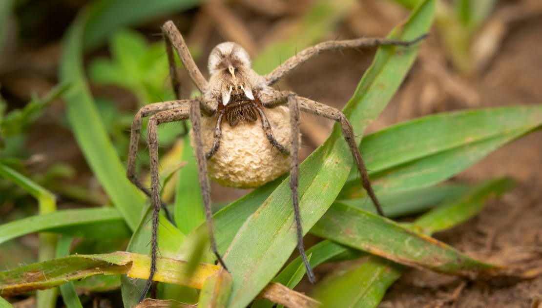 Pisaura mirabilis