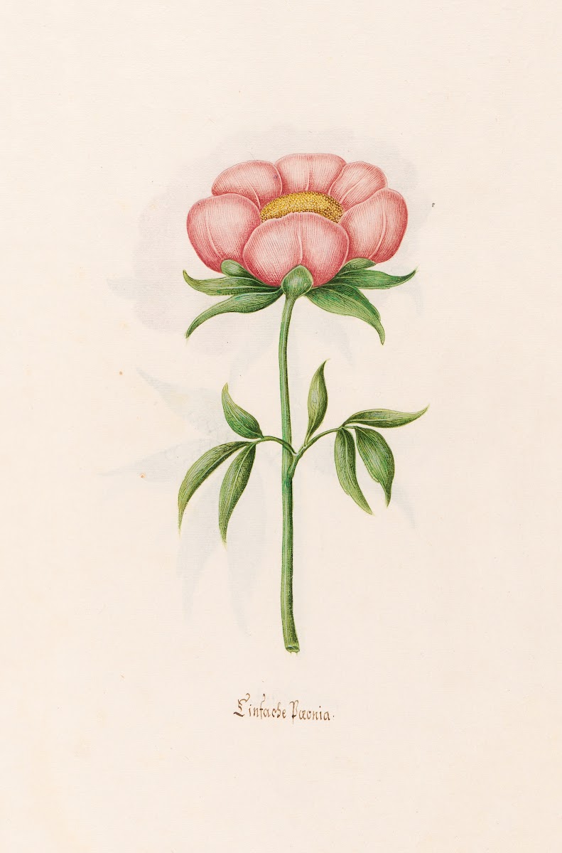 Einfache Poeonia Peony 1692