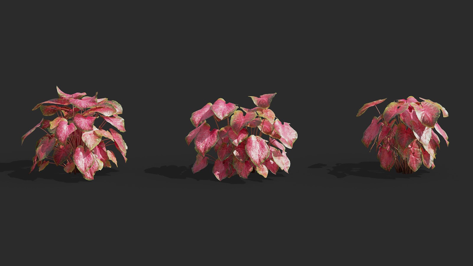 Maxtree - Plant Models Vol.62