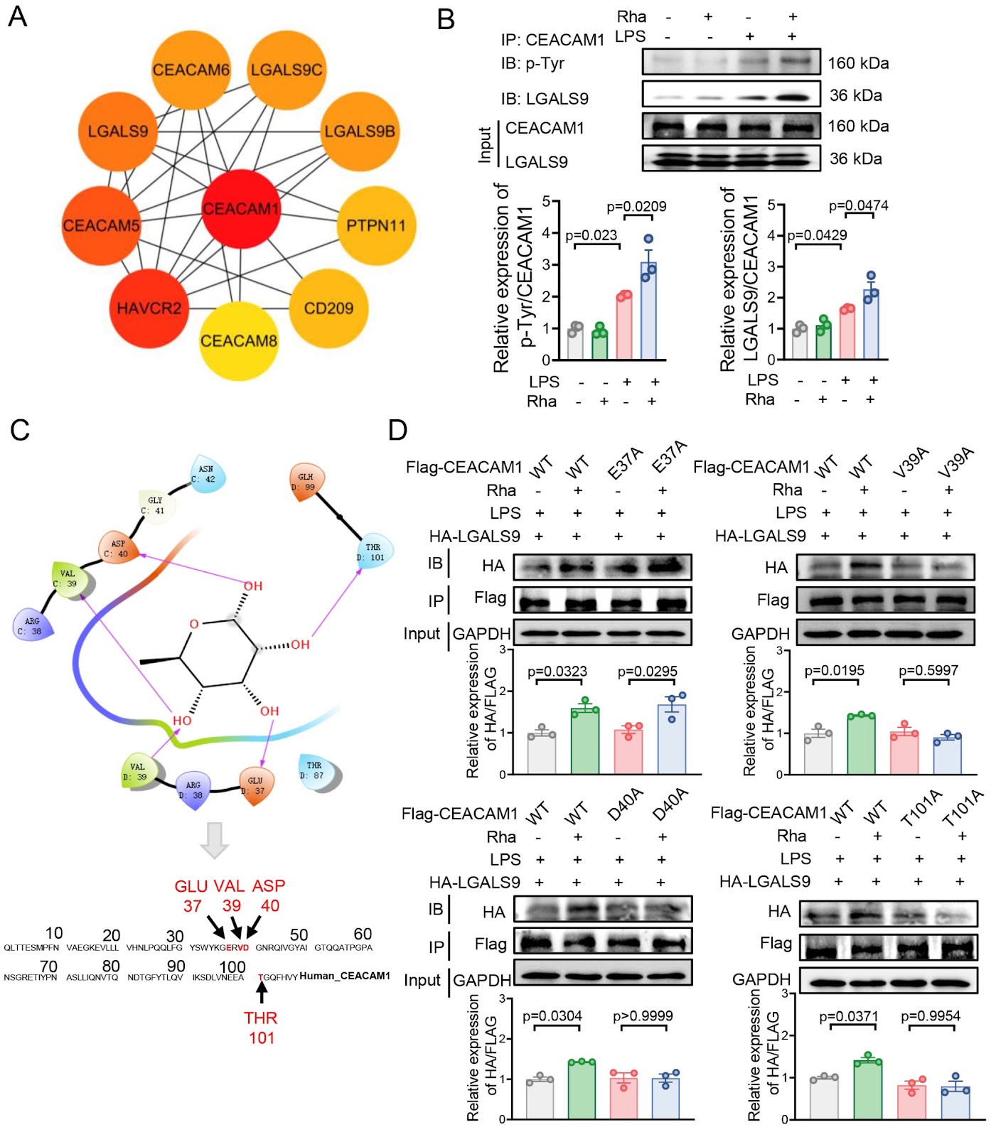 Rhamnose alleviates the proinflammatory response during endotoxemia via the CEACAM1/LGALS9-p38 axis