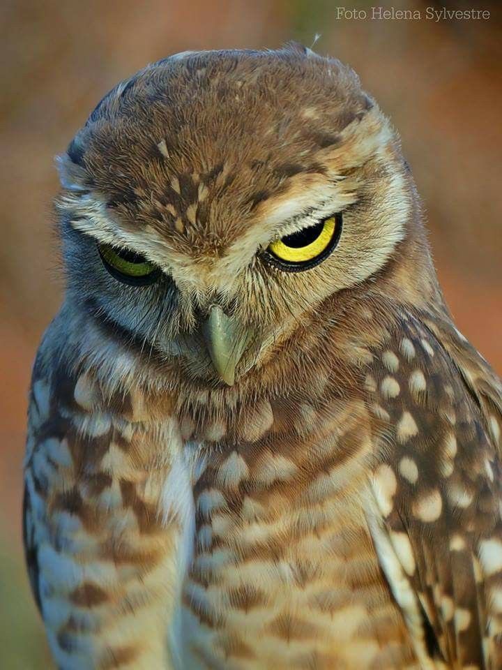 Owl Picture