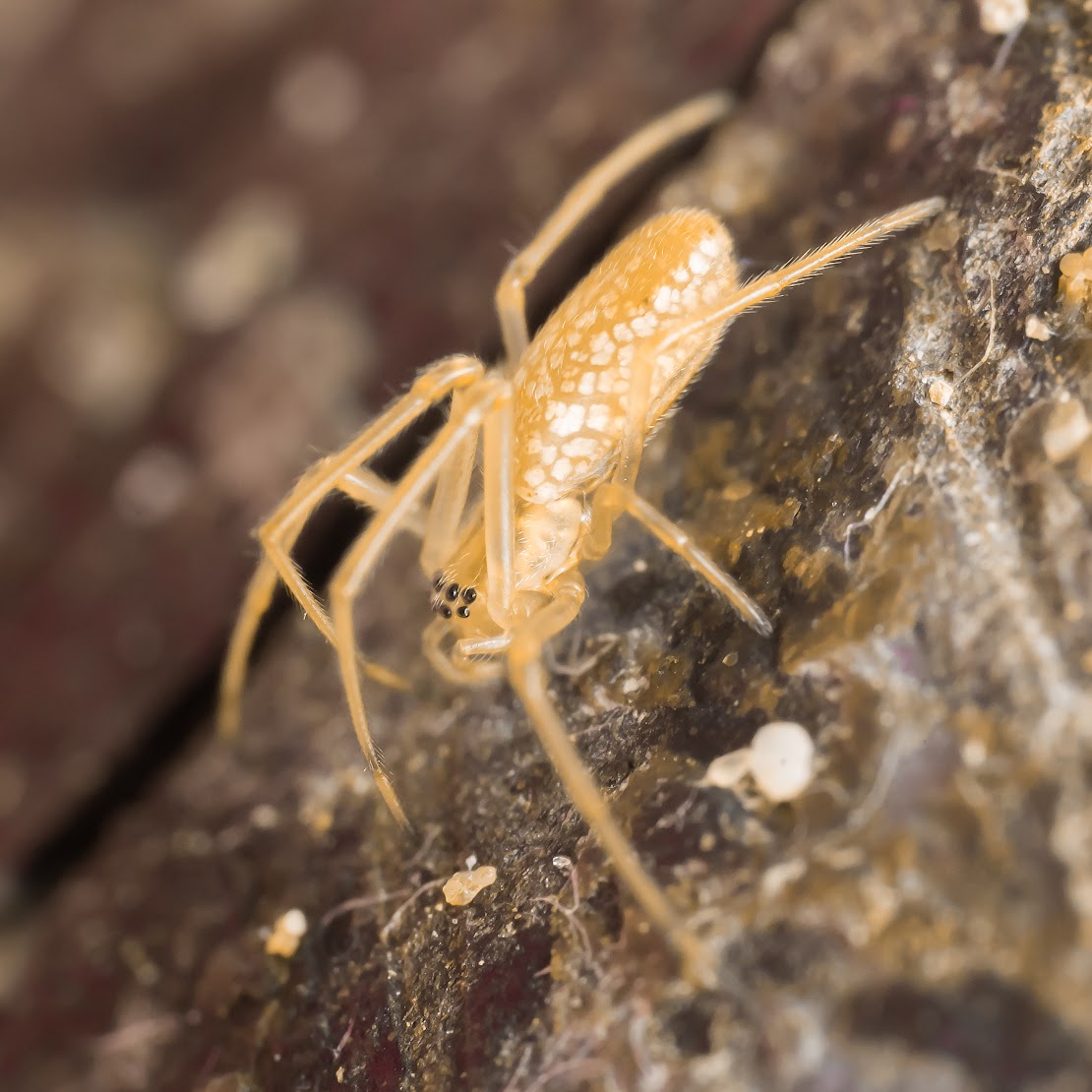 Tetragnatha sp.