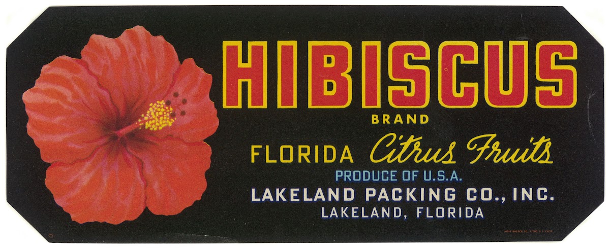 Hibiscus Brand Florida Citrus Fruit Label 1930 1950