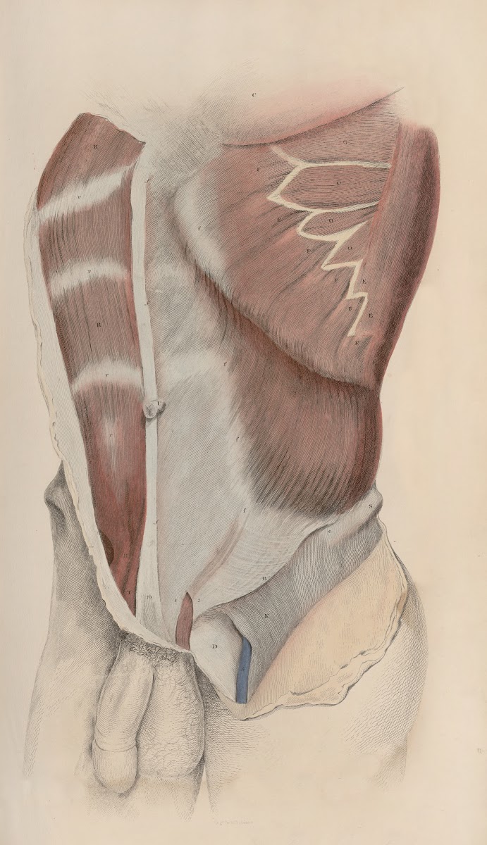 A system of anatomical plates of the human body Pl030 1840