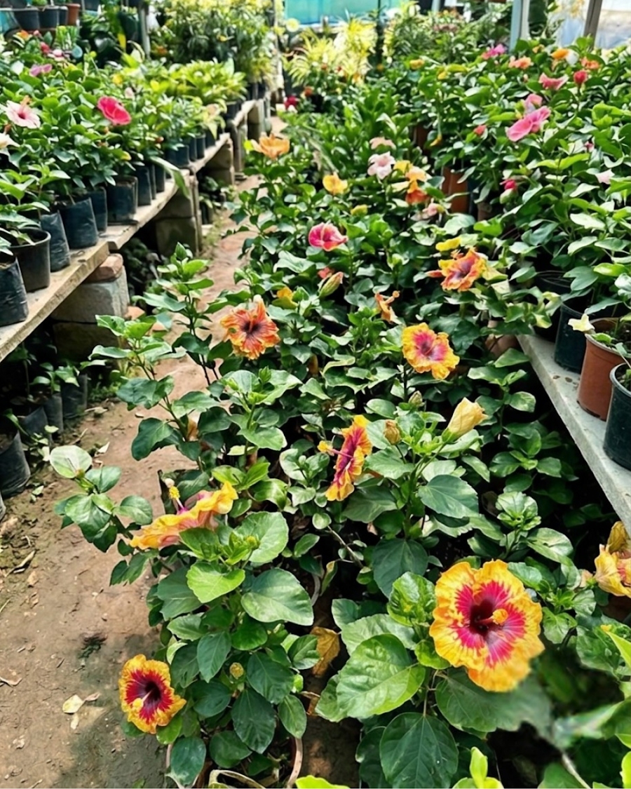 Hibiscus Colour Crush — view 4