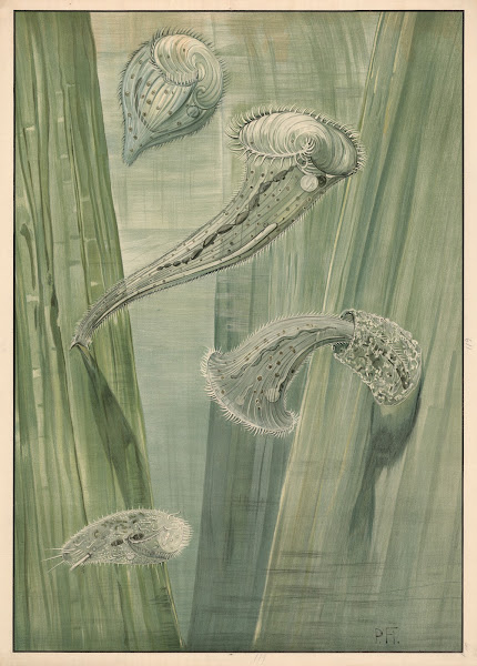 Paramecium 1912