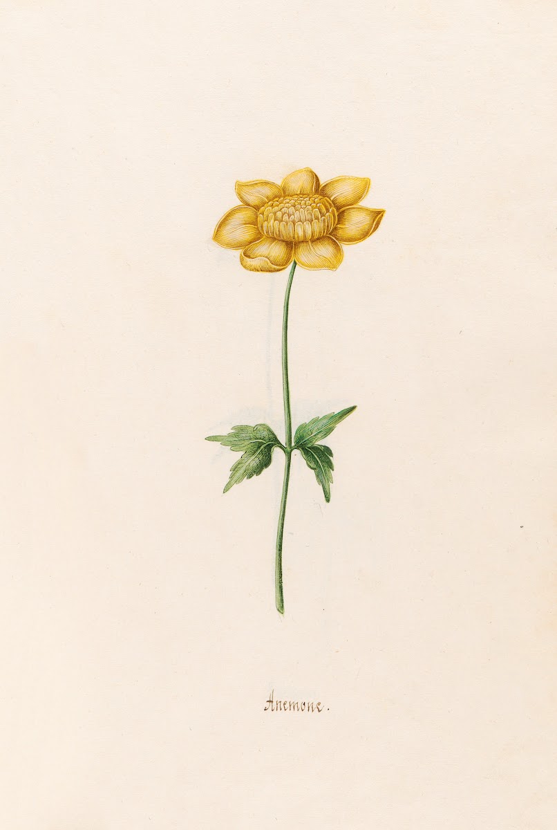 Anemone 1692