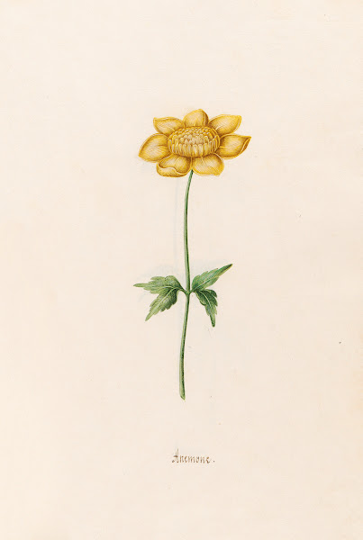 Anemone 1692