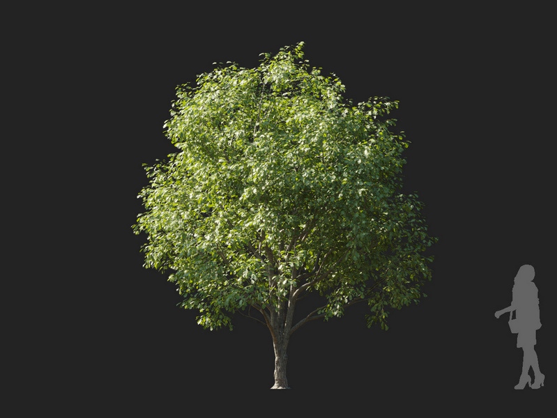 Maxtree - Plant Models Vol.127
