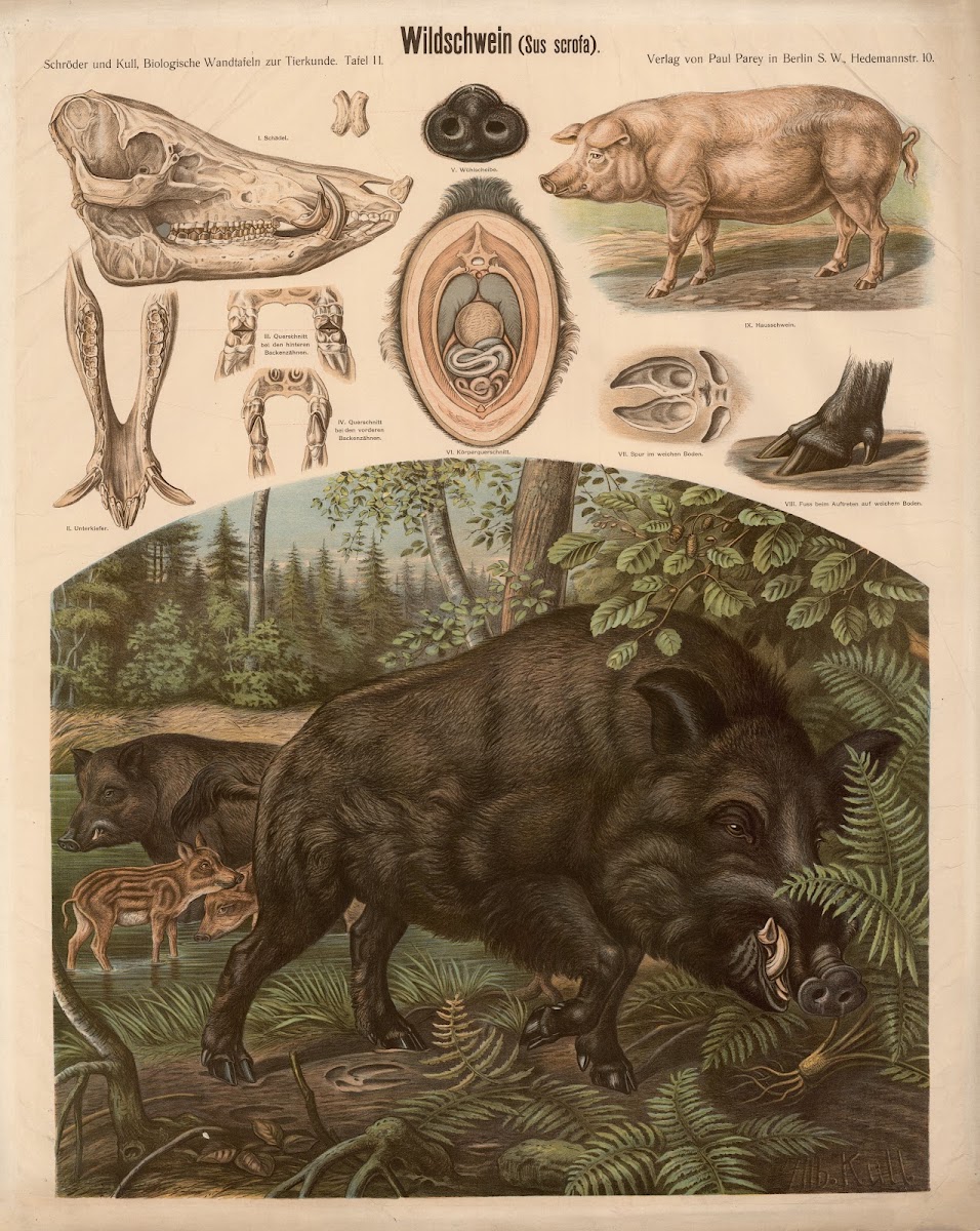 Wild boar Sus scrofa