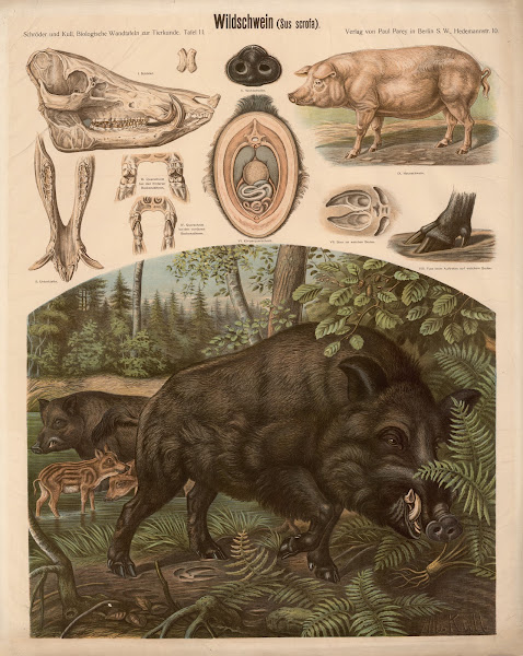 Wild boar Sus scrofa
