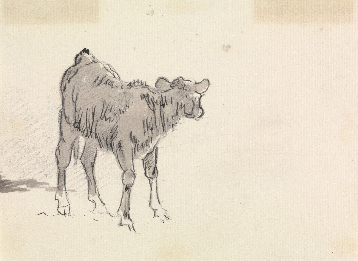 Study of a Calf