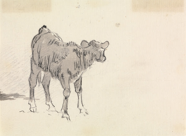 Study of a Calf