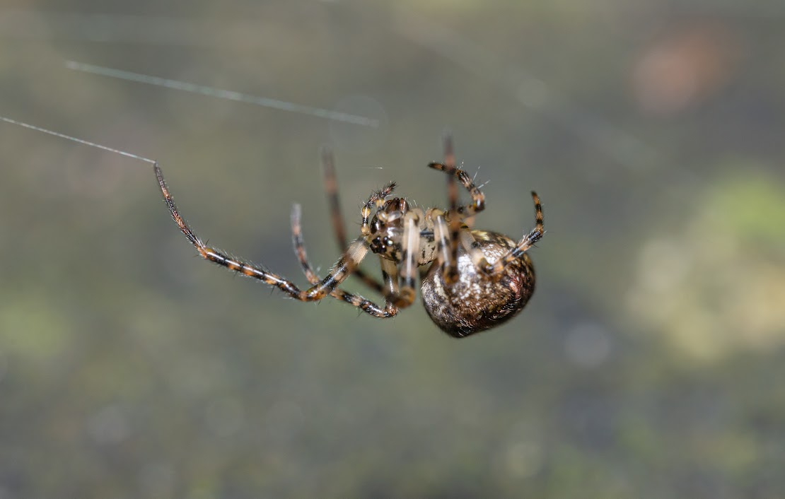 Metellina merianae