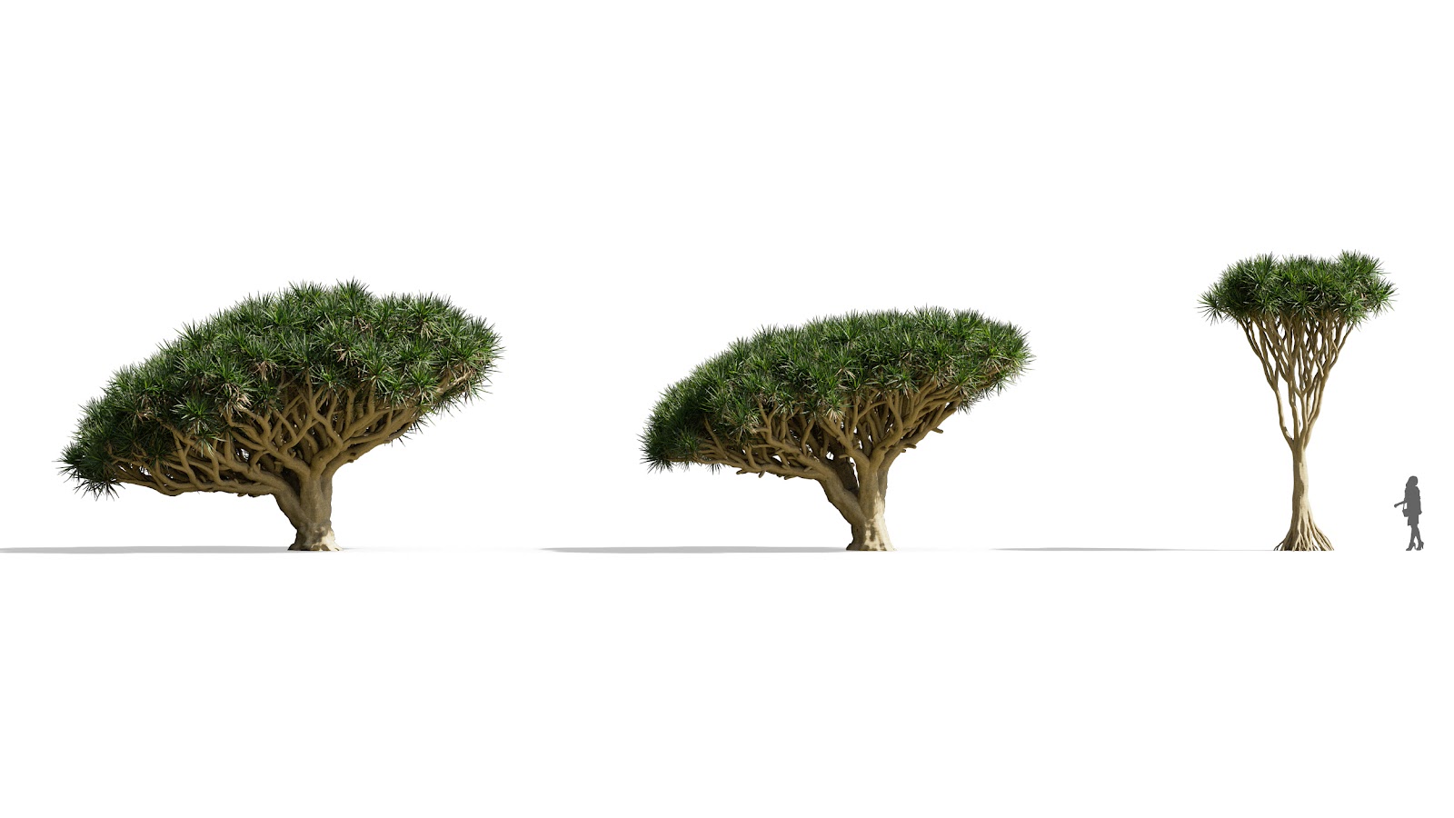 Maxtree - Plant Models Vol.73