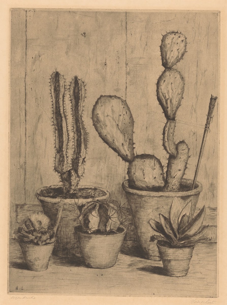 Cacti 20th century