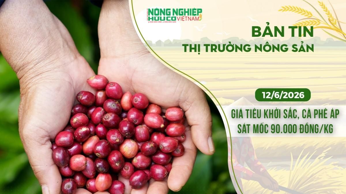 Thị trường nông sản 14/6/2026: Giá tiêu khởi sắc, cà phê áp sát mốc 90.000 đồng/kg - Nông nghiệp Hữu cơ Việt Nam