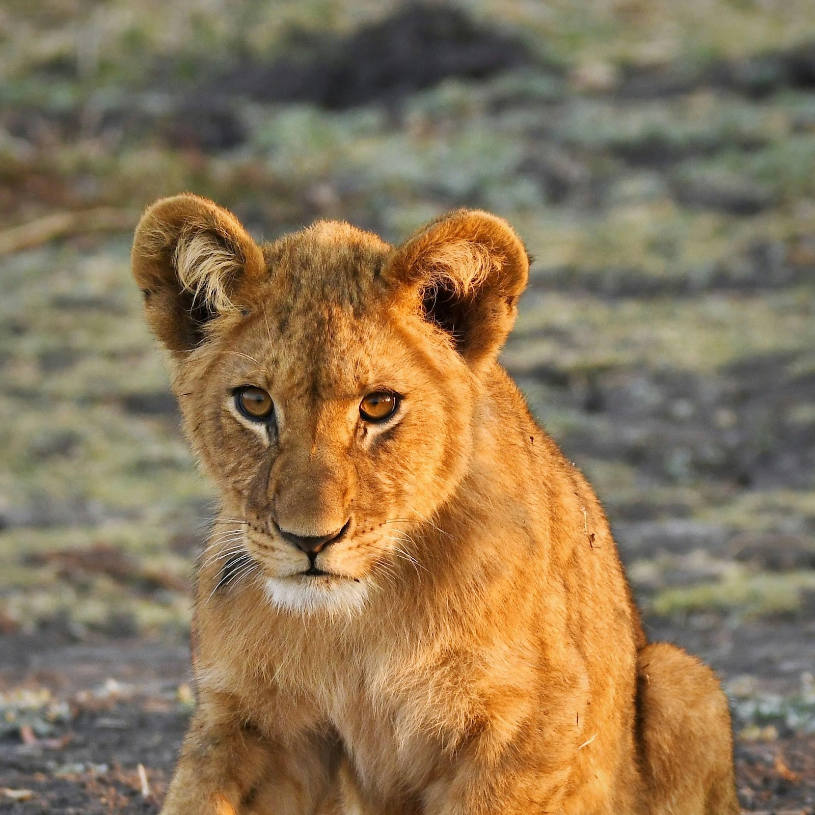 Download Lion Cub, African Wildlife, Big Cat, Animal Portrait 2K iPhone