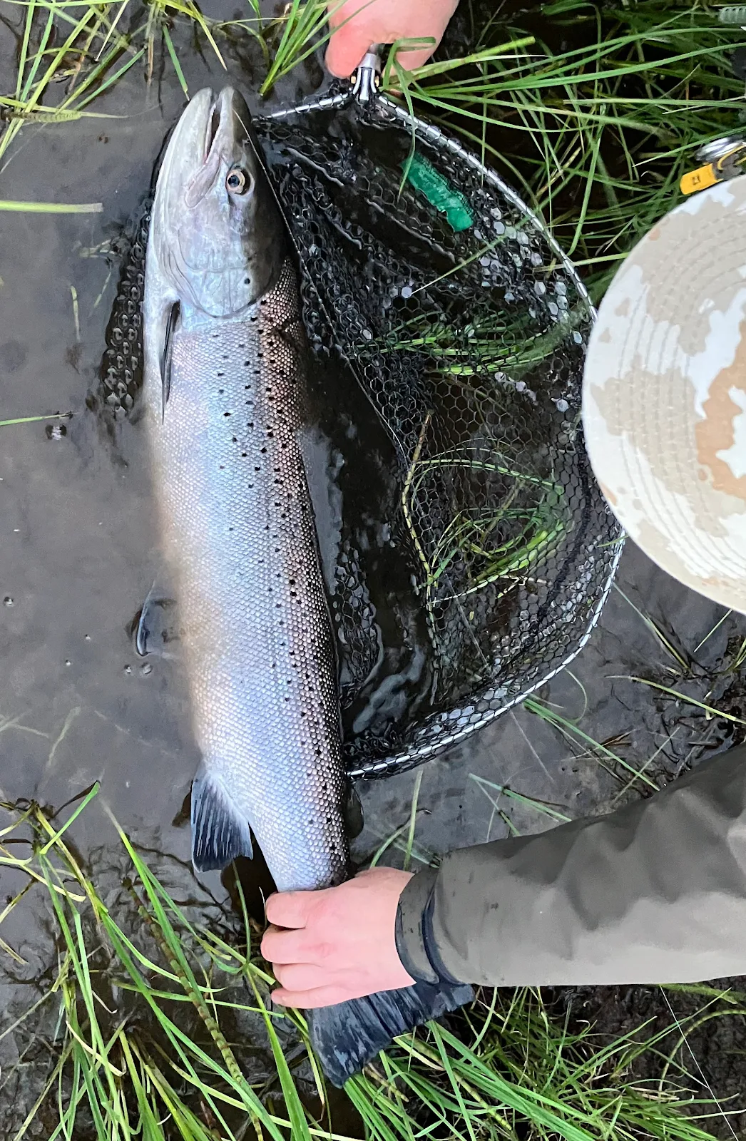 Graham Bicker - Salmon