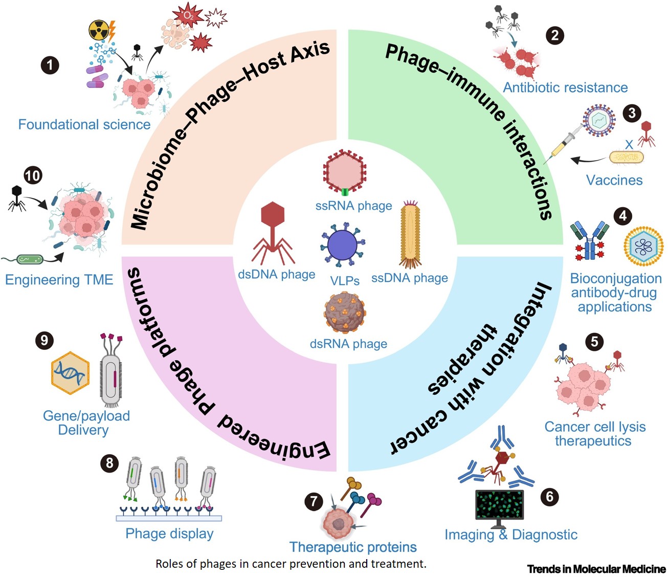 Phage therapy in oncology: opportunities for cancer prevention and treatment