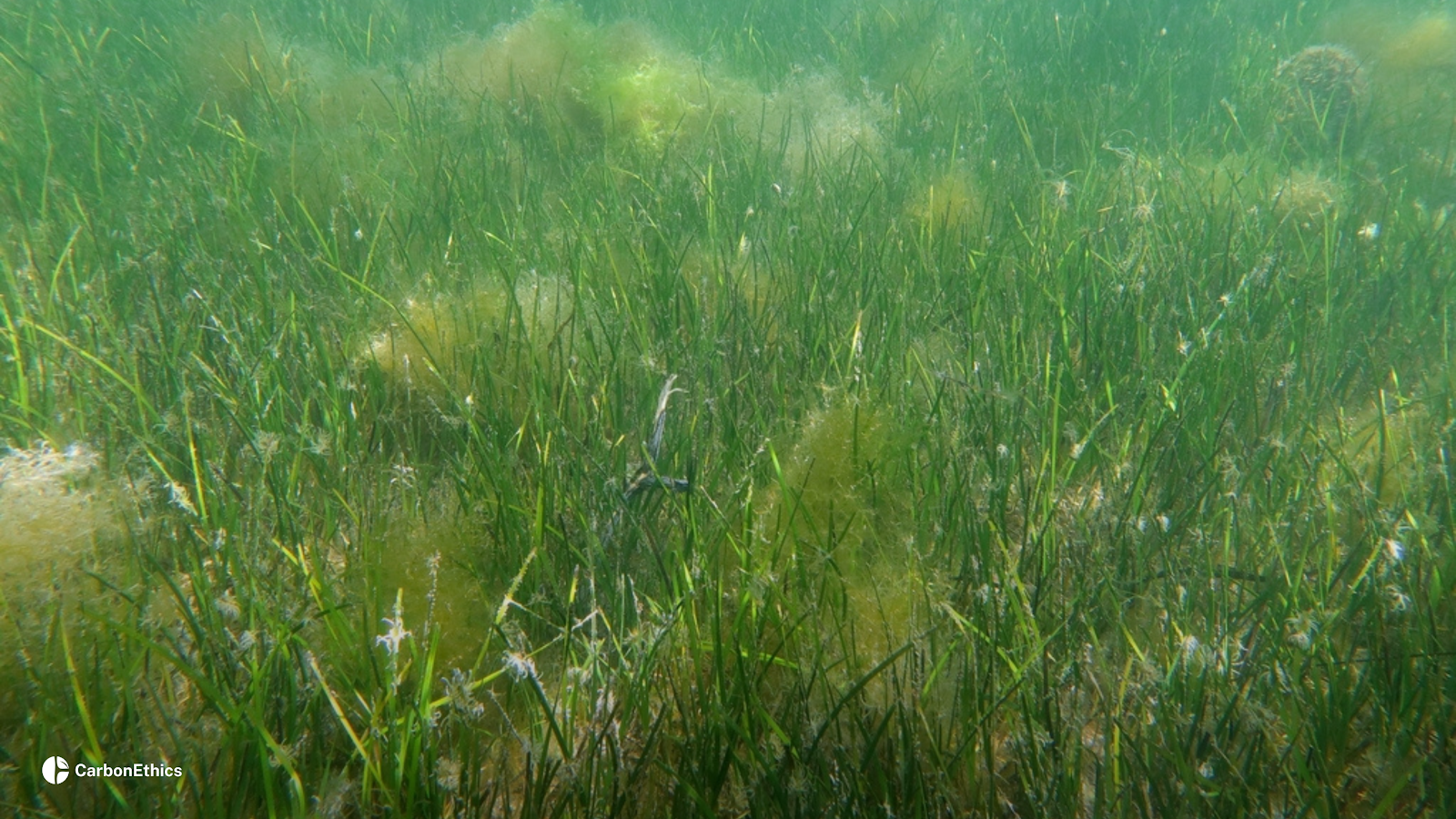 CarbonEthics x PELNI Seagrass Greenhouse Lab