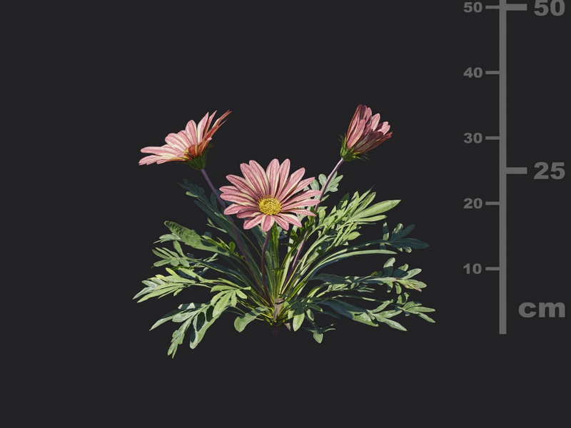 Maxtree - Plant Models Vol.116