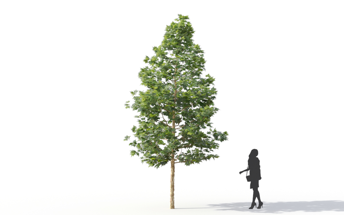 Maxtree - Plant Models Vol.11