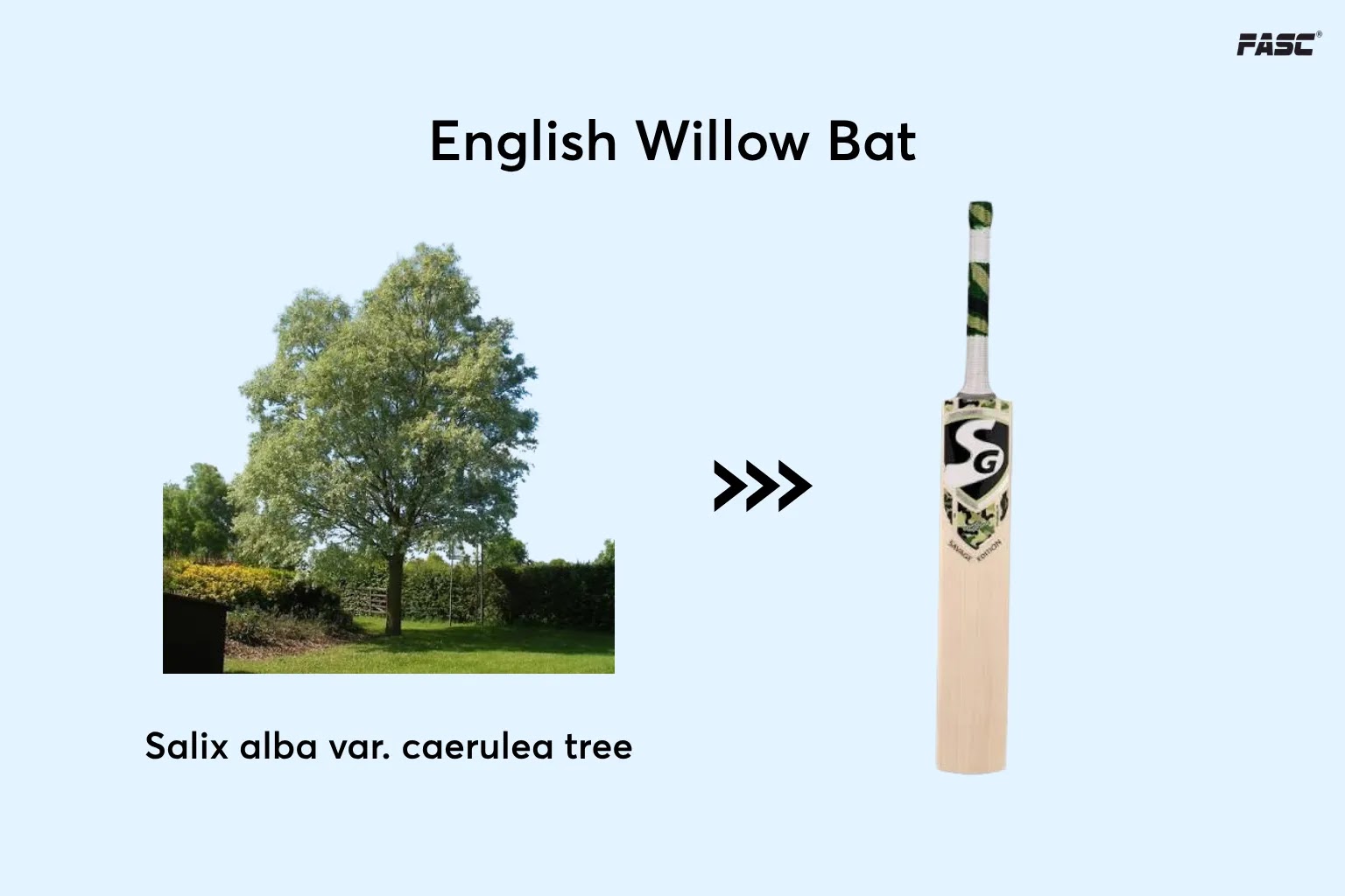 English willow bat