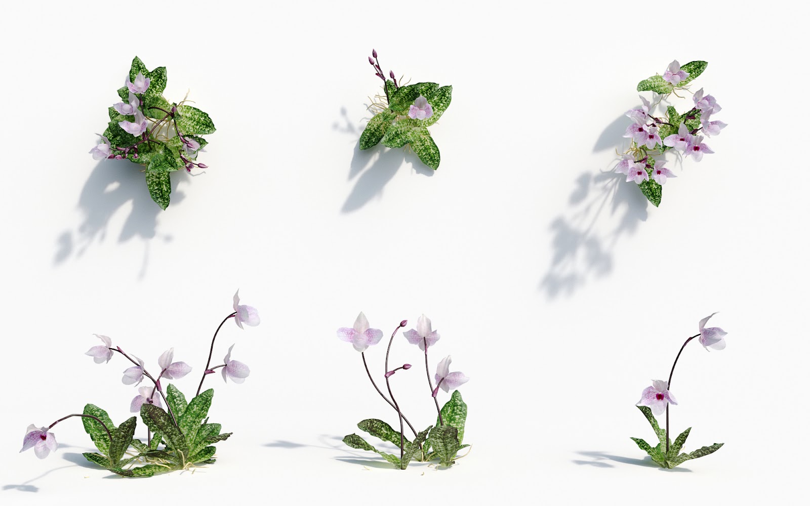 Maxtree - Plant Models Vol.8