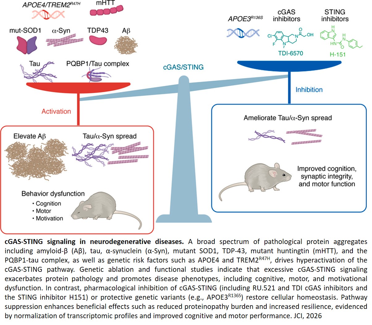 cGAS-STING signaling in neuroinflammation