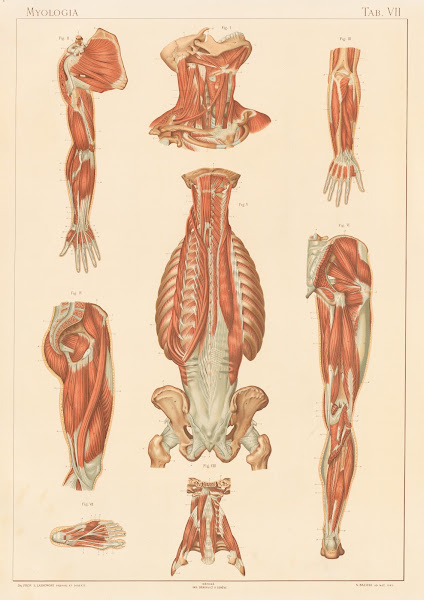 Anatomie normale du corps humain Pl08 1894