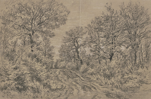 Waldpartie mit einem Fahrweg