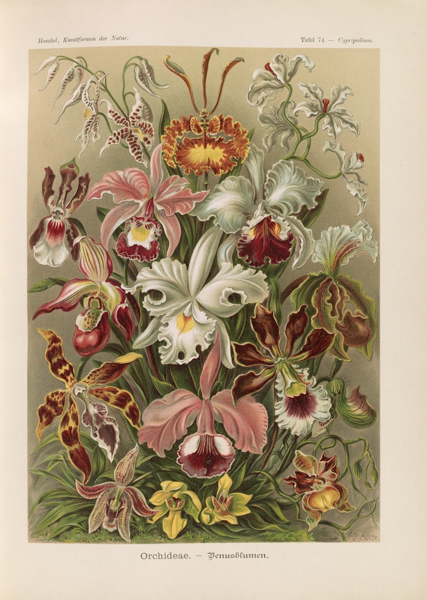 Orchideae  Denusblumen 1904