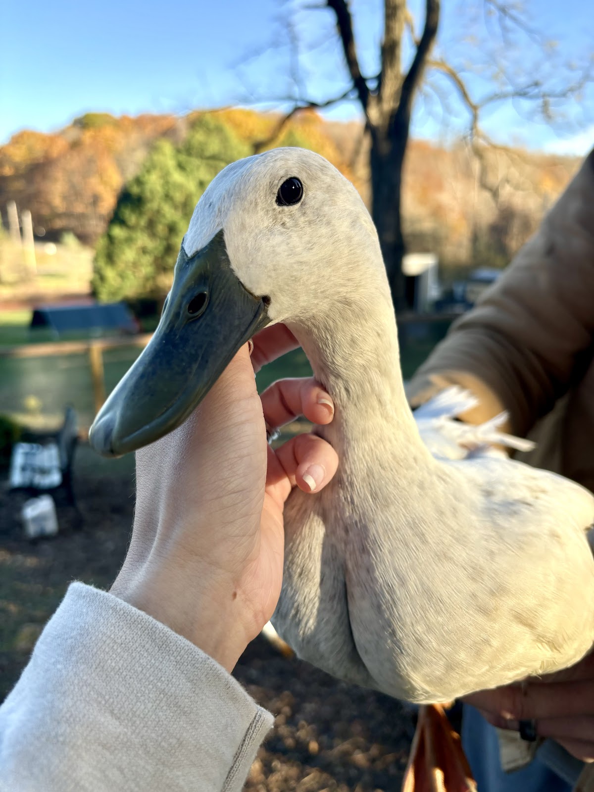 Silver Runner Duckling