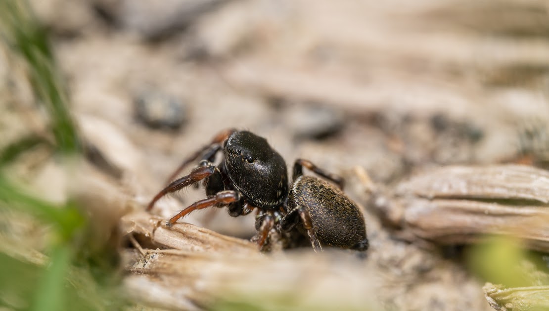 Heliophanus flavipes