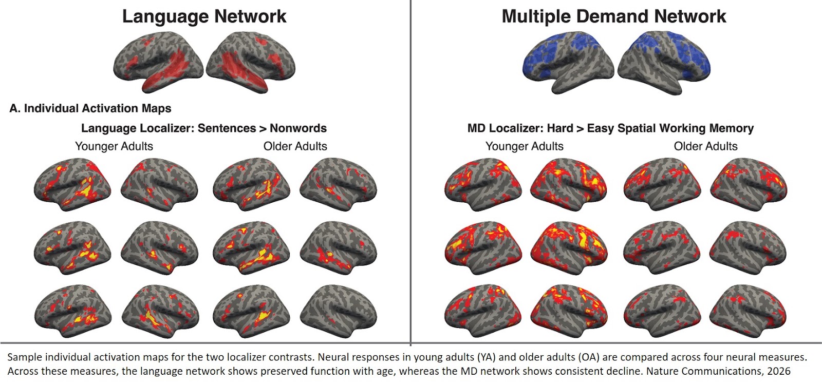 Preserved topography, lateralization, selectivity, and functional connectivity of the language network in older brains