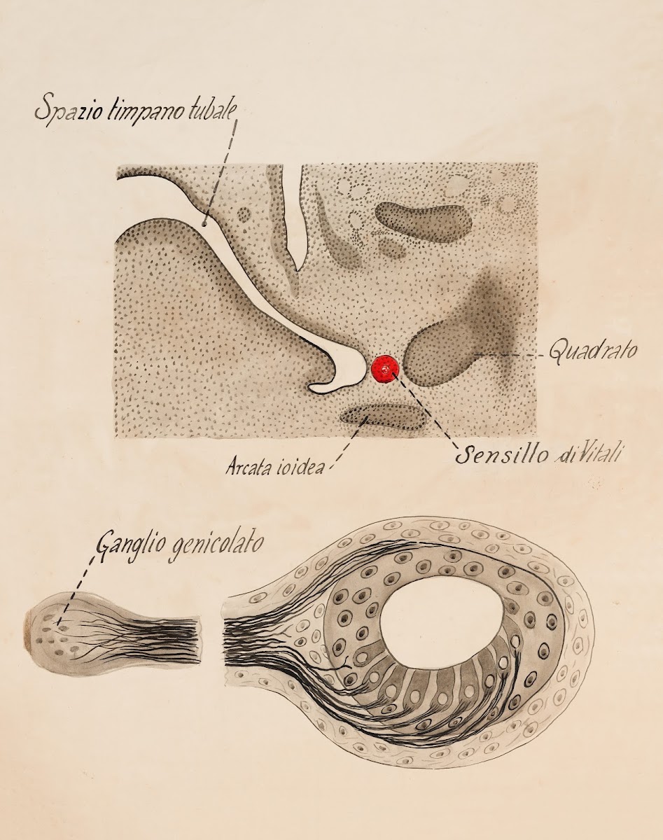Paratympanic organ geniculate ganglion 19th century