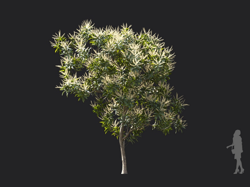 Maxtree - Plant Models Vol.119