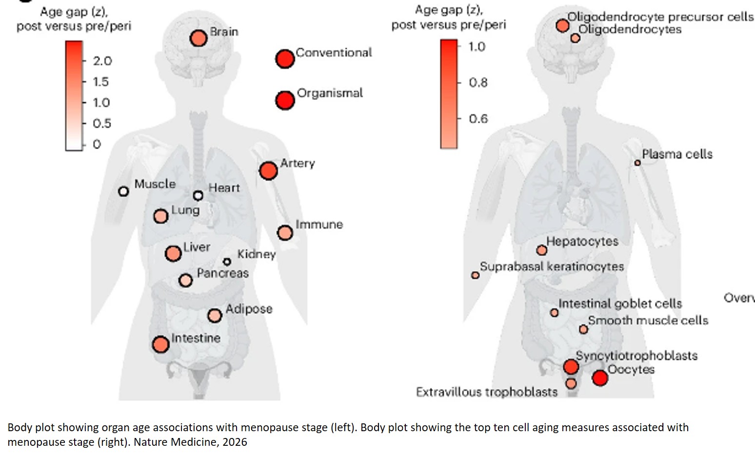 Blood proteomics of menopause map to brain aging and dementia risk